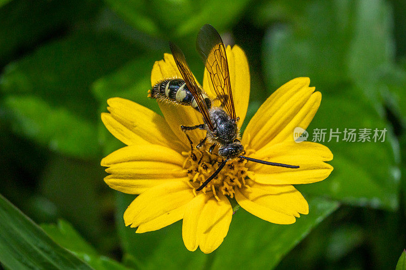 羽腿侧弯黄蜂（Campsomeris plumipes）。